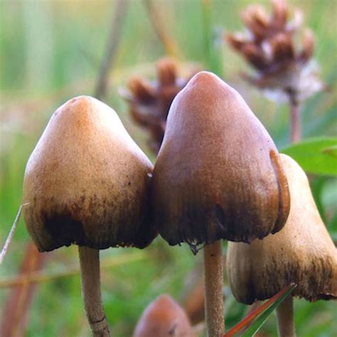 The Long-Term Effects of Magic Mushroom Dependency